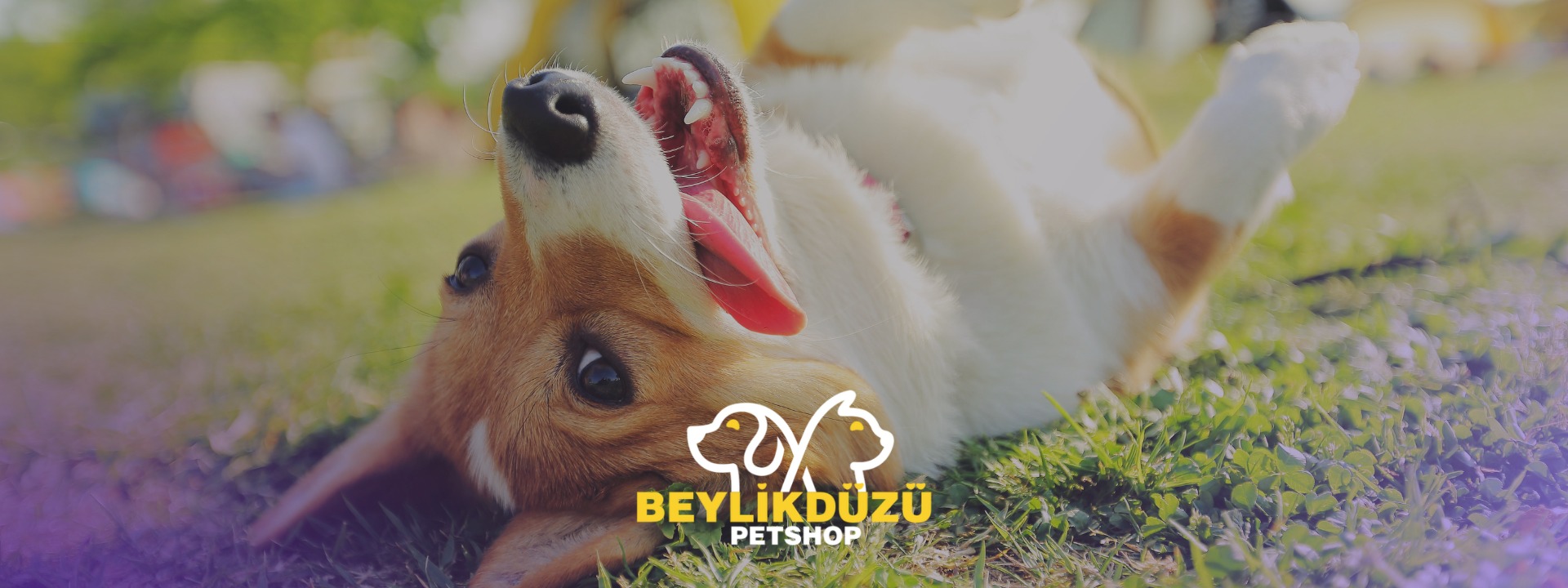 Köpeklerde Yaş Mama Ne Sıklıkla Verilmelidir?