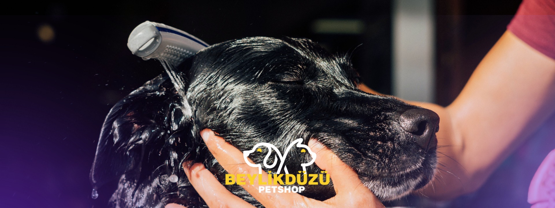 Köpekler Ne Sıklıkla Yıkanır ve Bakımı Nasıl Yapılmalıdır?