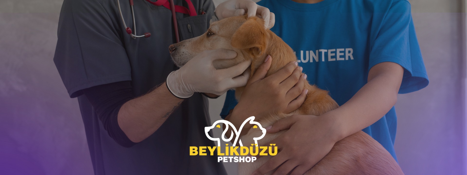 Köpeklerde Aşı Takvimi Rehberi